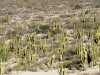 CACTUS FORESTA